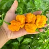 Trinidad Moruga Scorpion Yellow Pepper Seeds - Hot Pepper Variety