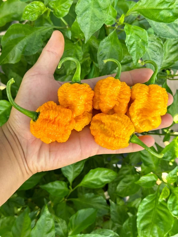 Trinidad Moruga Scorpion Yellow Pepper Seeds - Hot Pepper Variety