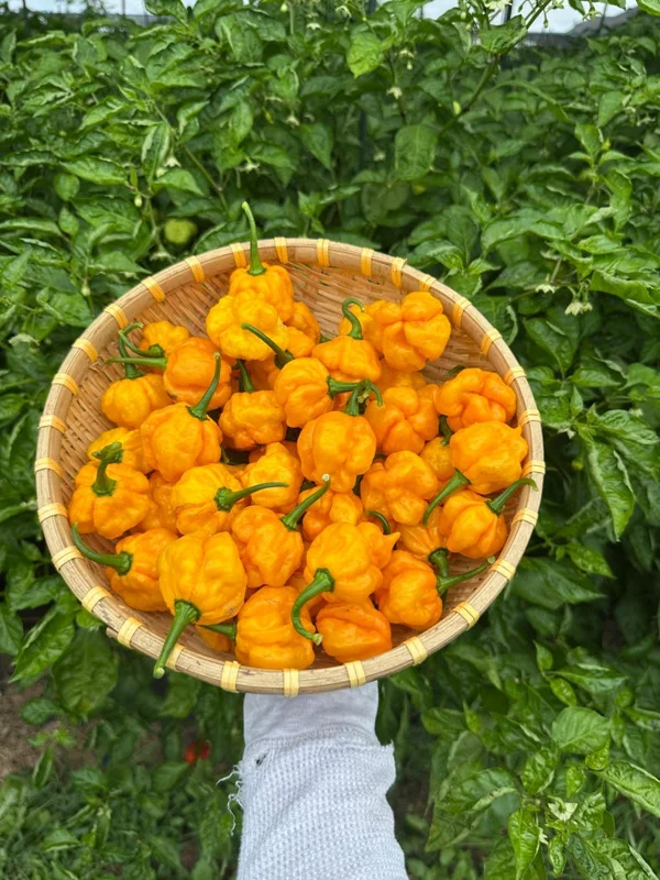 Trinidad Moruga Scorpion Yellow Pepper Seeds - Hot Pepper Variety