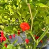 Turkish Cap Pepper Seeds - Heirloom Variety for Your Garden