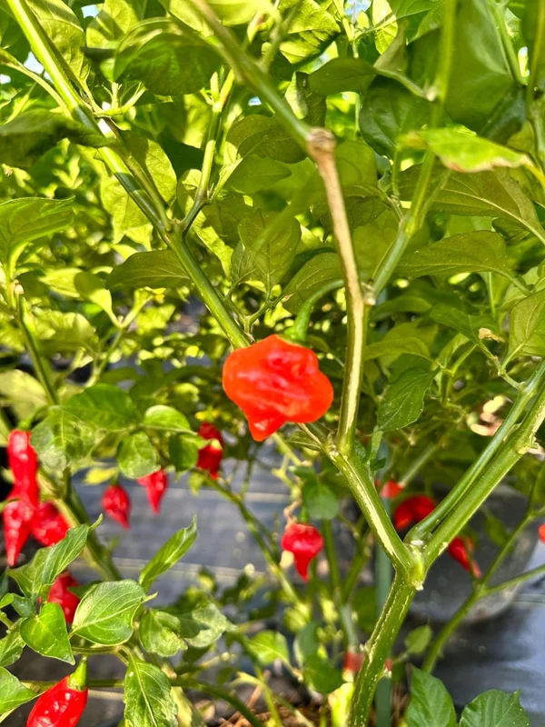 Turkish Cap Pepper Seeds - Heirloom Variety for Your Garden