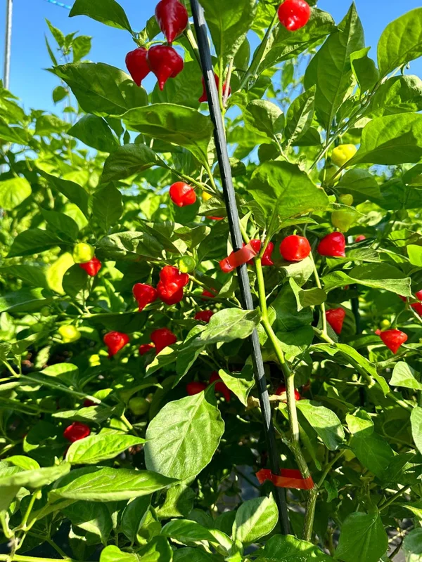 Turkish Cap Pepper Seeds - Heirloom Variety for Your Garden