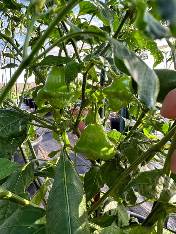 Ubatuba Cambuci Pepper Seeds - Heirloom Variety - 12+ Seeds