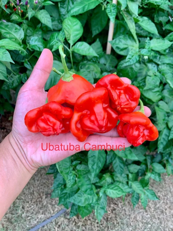 Ubatuba Cambuci Pepper Seeds - Heirloom Variety - 12+ Seeds