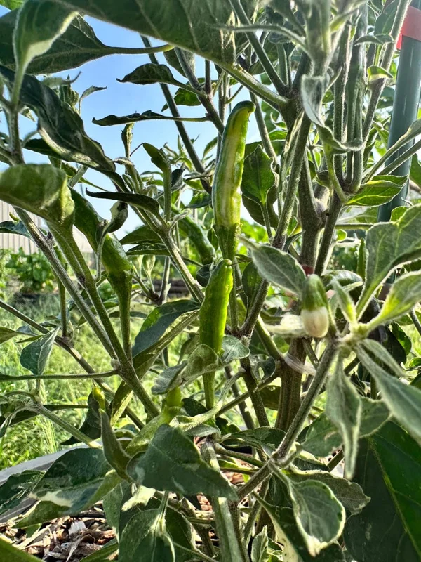 Variegated Cobra Pepper Seeds - Ornamental Hot Pepper Seeds