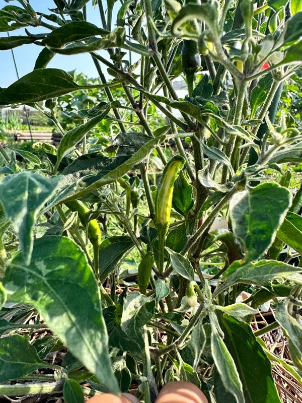 Variegated Cobra Pepper Seeds - Ornamental Hot Pepper Seeds