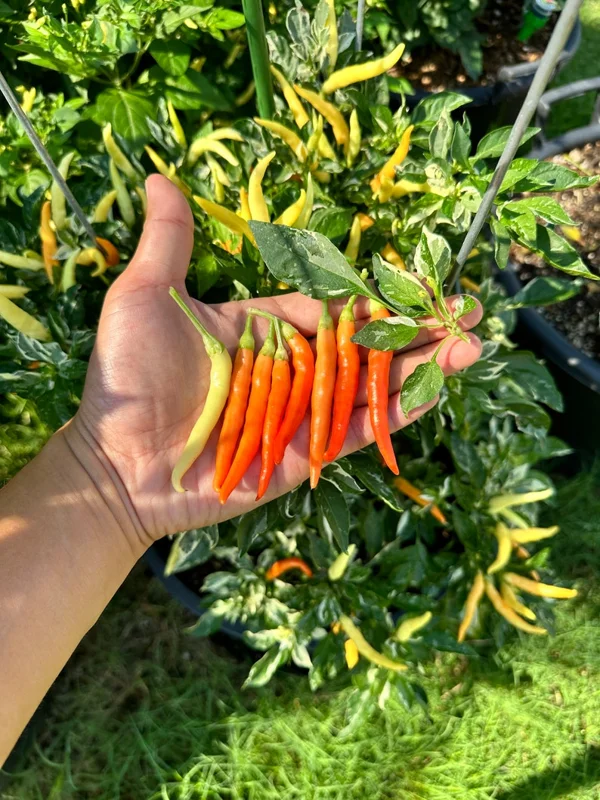 Variegated White Thai Pepper Seeds - Heirloom Pepper Seeds for Ornamental & Culinary Use