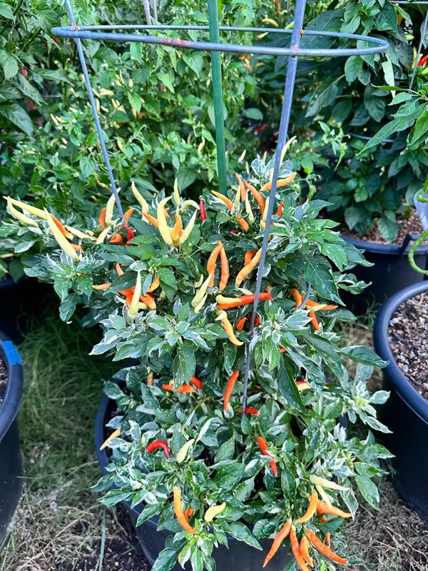Variegated White Thai Pepper Seeds - Heirloom Pepper Seeds for Ornamental & Culinary Use