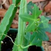 Veldt Grape Ivy - Devil's Backbone Herb - Cissus quadrangularis - 2" Pots - 2 Pack