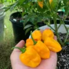 Viet Nam Habanero Pepper Seeds - Hot Pepper Variety