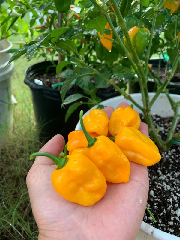 Viet Nam Habanero Pepper Seeds - Hot Pepper Variety
