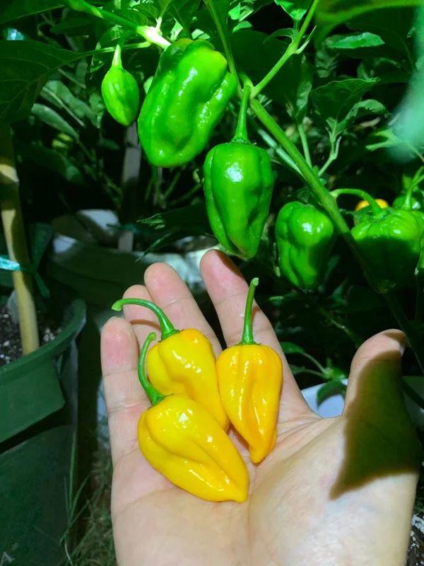 Viet Nam Habanero Pepper Seeds - Hot Pepper Variety