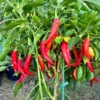 Vietnam Yellow Horn Pepper Seeds - Heirloom Variety
