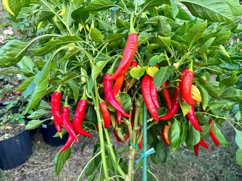 Vietnam Yellow Horn Pepper Seeds - Heirloom Variety