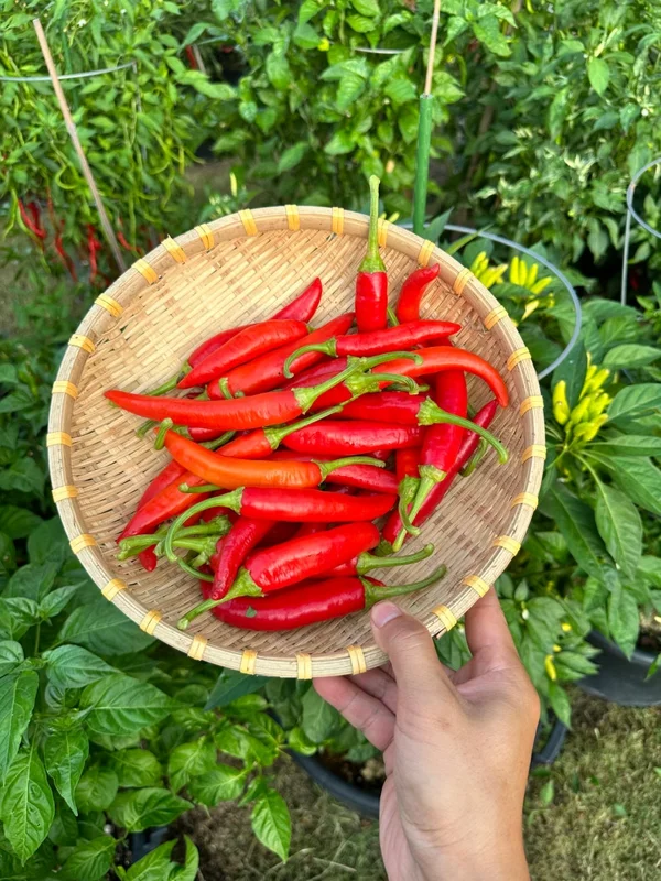 Vietnam Yellow Horn Pepper Seeds - Heirloom Variety