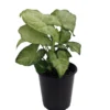 White Butterfly Arrowhead Plant 3.5 Inch Pot - Syngonium Nepthytis