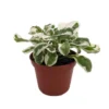White Carpet St. Joseph's Coat Plant 2.5" Pot Alternanthera ficoidea Ornamental