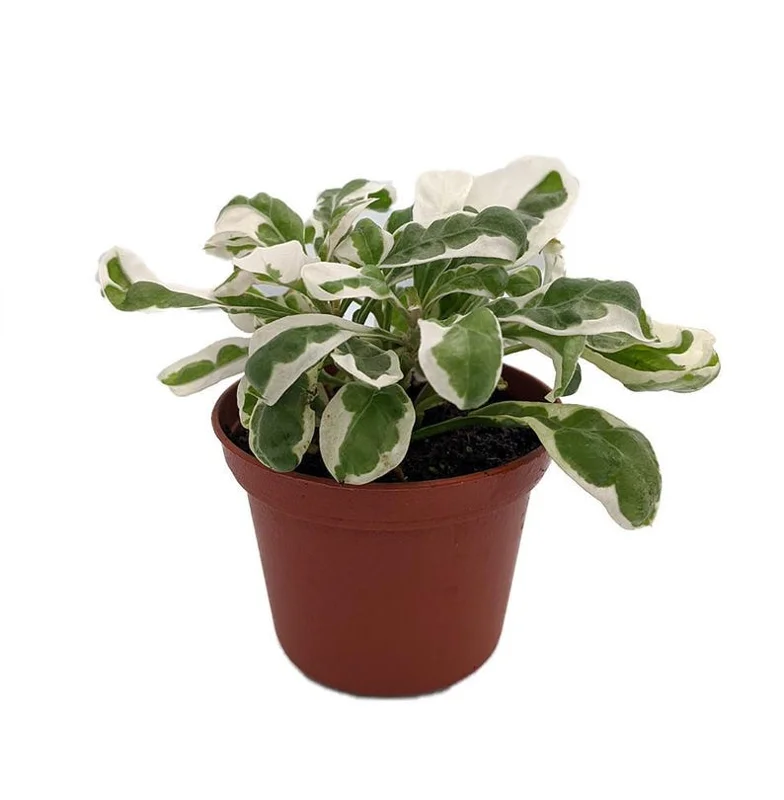 White Carpet St. Joseph's Coat Plant 2.5" Pot Alternanthera ficoidea Ornamental