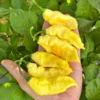 White Ghost Pepper Seeds - Bhut Jolokia - Hot Pepper Variety