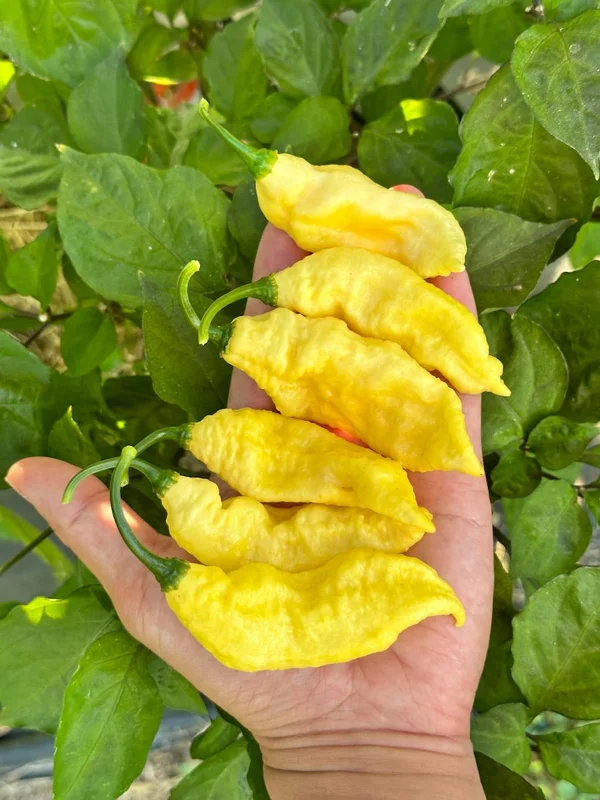 White Ghost Pepper Seeds - Bhut Jolokia - Hot Pepper Variety