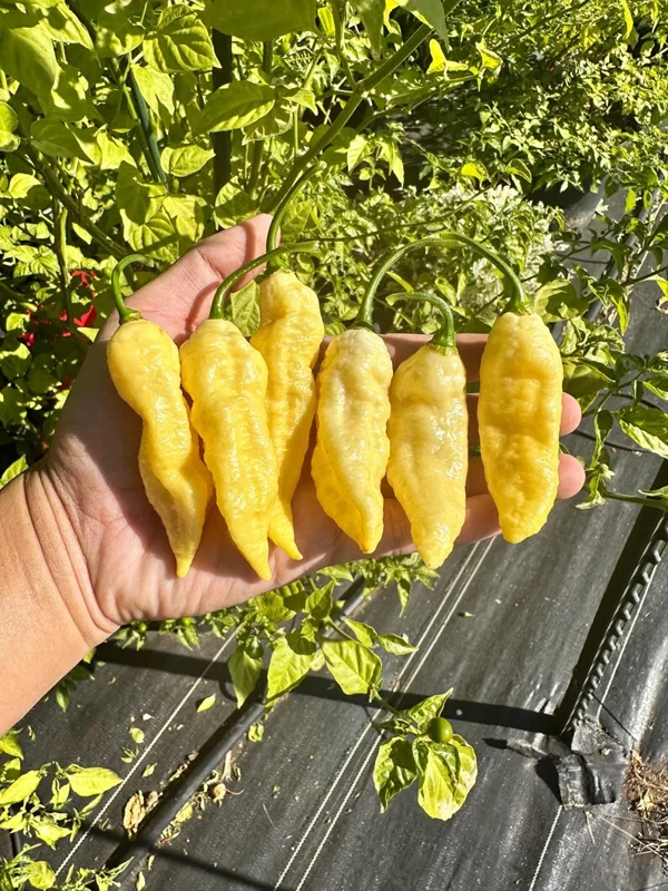 White Ghost Pepper Seeds - Bhut Jolokia - Hot Pepper Variety