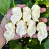 White Ghost Scorpion Pepper Seeds - Hot Pepper - Garden Seeds