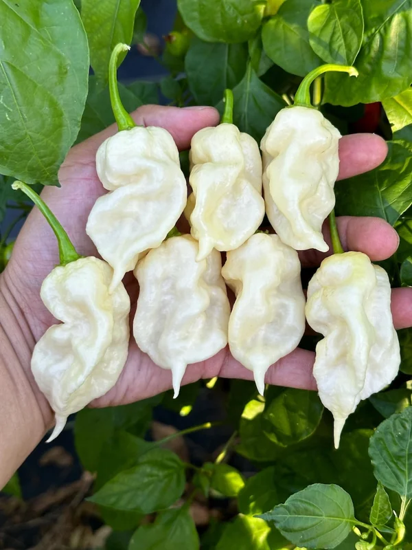White Ghost Scorpion Pepper Seeds - Hot Pepper - Garden Seeds