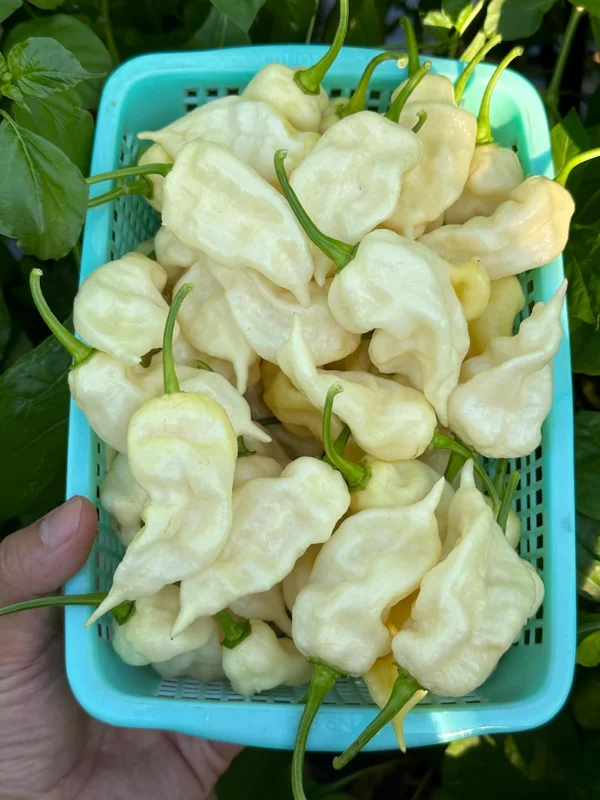 White Ghost Scorpion Pepper Seeds - Hot Pepper - Garden Seeds