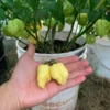 White Moruga Pepper Seeds - Rare Superhot Variety