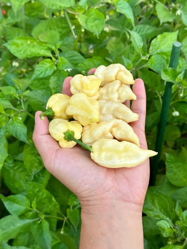 White Pepper Seeds - Organic Heirloom Variety