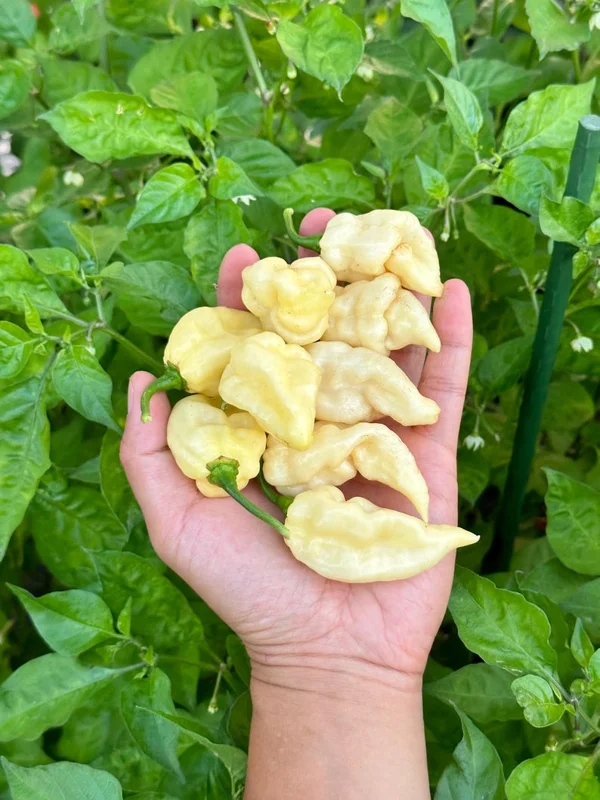 White Pepper Seeds - Organic Heirloom Variety