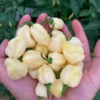 White Pumpkin Bhut Pepper Seeds Rare Ghost Chili Variety