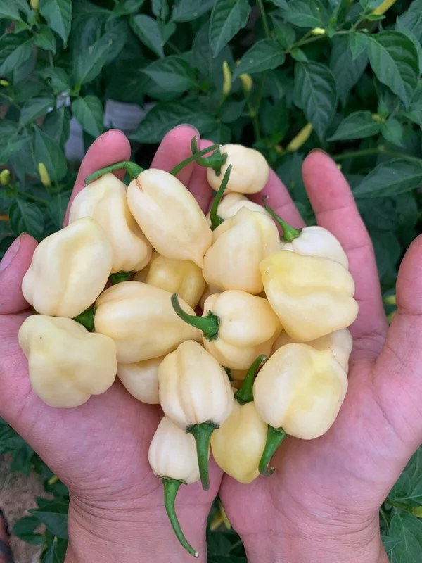 White Pumpkin Bhut Pepper Seeds Rare Ghost Chili Variety