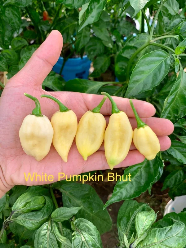 White Pumpkin Bhut Pepper Seeds Rare Ghost Chili Variety