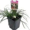 White Sparkler Mondo Grass - Ophiopogon - 2.5" Pot - Fairy Garden Plant
