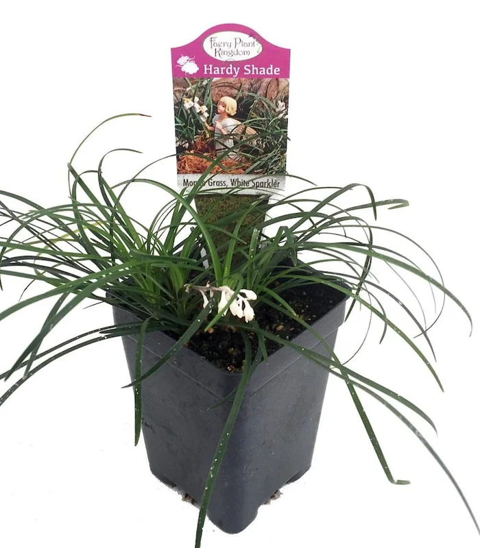 White Sparkler Mondo Grass - Ophiopogon - 2.5" Pot - Fairy Garden Plant