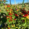 White Thai Pepper Seeds - Heirloom Hot Pepper - Garden Ready