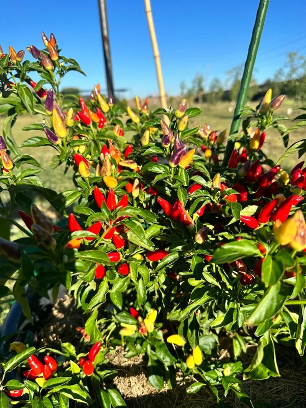 White Thai Pepper Seeds - Heirloom Hot Pepper - Garden Ready