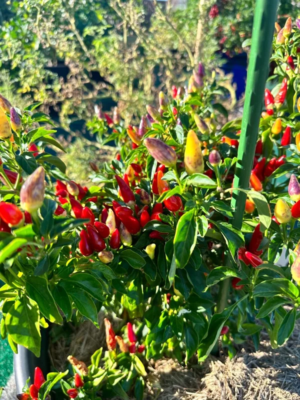 White Thai Pepper Seeds - Heirloom Hot Pepper - Garden Ready