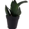 Whitney Snake Plant Sansevieria 4in Potted Low Maintenance Houseplant