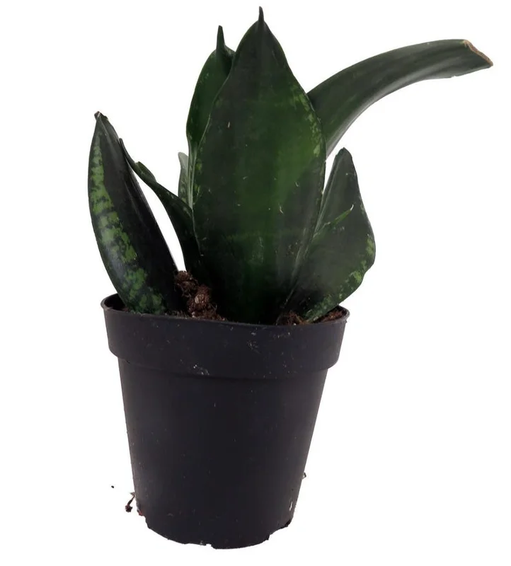 Whitney Snake Plant Sansevieria 4in Potted Low Maintenance Houseplant