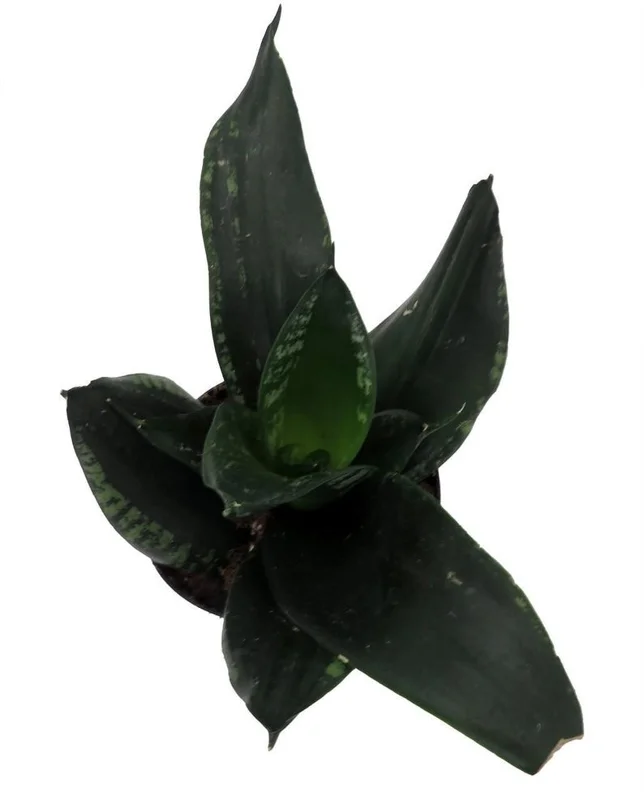 Whitney Snake Plant Sansevieria 4in Potted Low Maintenance Houseplant
