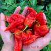Why Not Red Pepper Seeds - Spicy Pepper Seeds