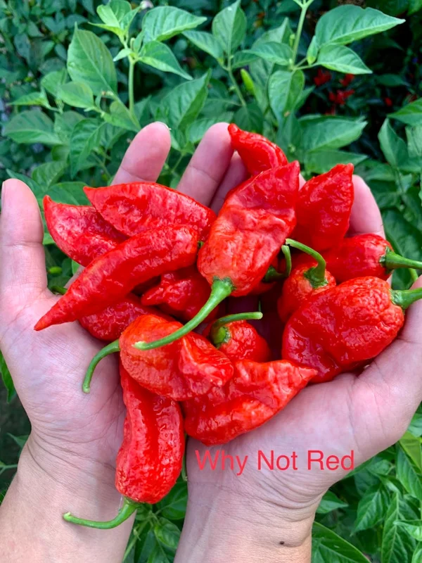 Why Not Red Pepper Seeds - Spicy Pepper Seeds