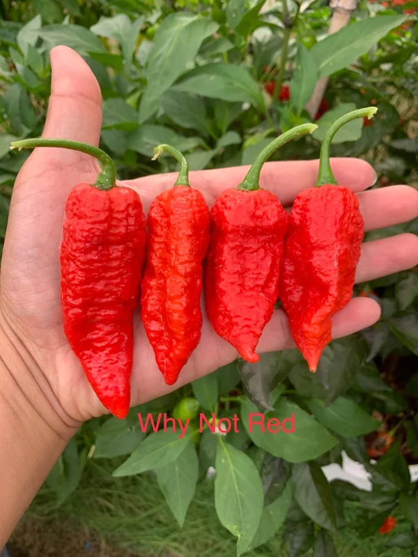 Why Not Red Pepper Seeds - Spicy Pepper Seeds