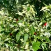 Wild White Guatemala Pepper Seeds - Heirloom Variety