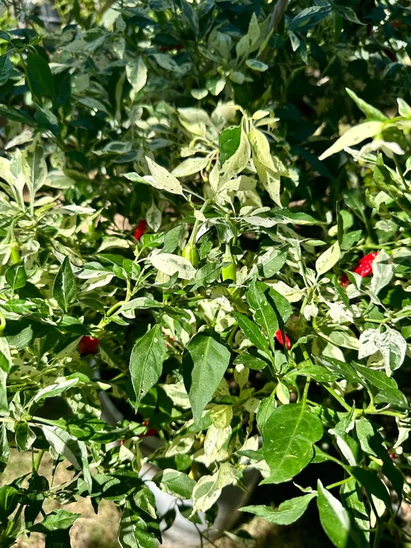 Wild White Guatemala Pepper Seeds - Heirloom Variety