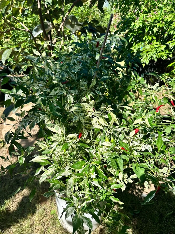 Wild White Guatemala Pepper Seeds - Heirloom Variety