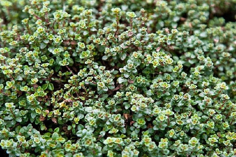 Wine Roses Thyme Plant - 2.5 Inch Pot - Herb, House, Fairy Garden