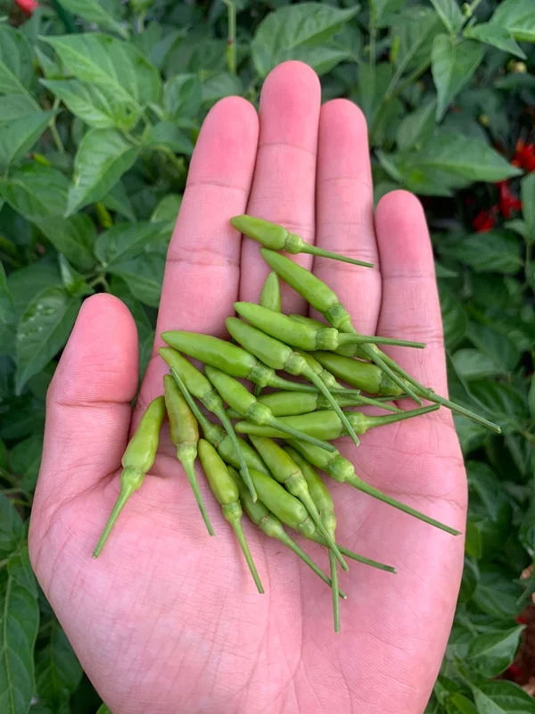 Xiêm Rừng Pepper Seeds - Vietnamese Bird Pepper - Open Pollinated